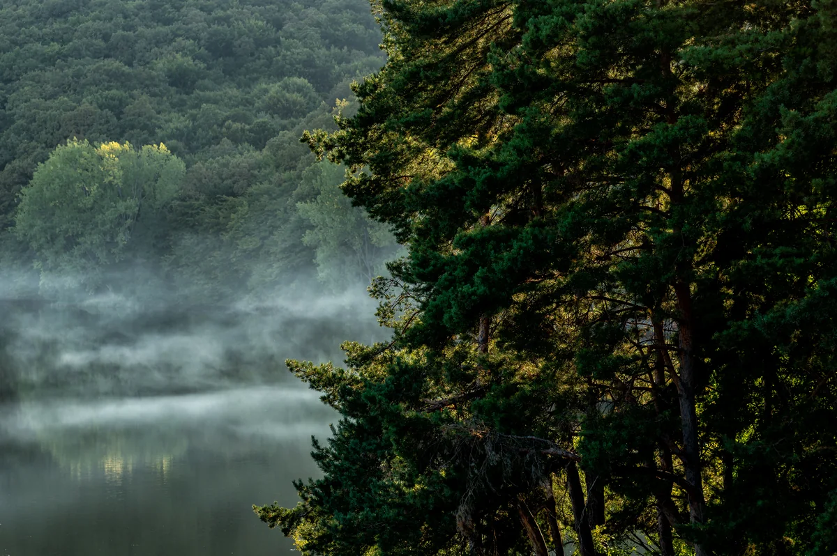 Lacul Gilău în ceața dimineții, cu pădurea de pini pe mal — atmosferă liniștită lângă Cluj-Napoca